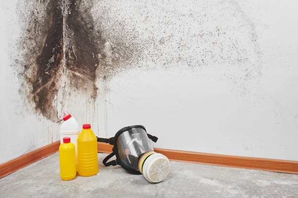 Best Mold Cleaning Services  in Dane, WI
