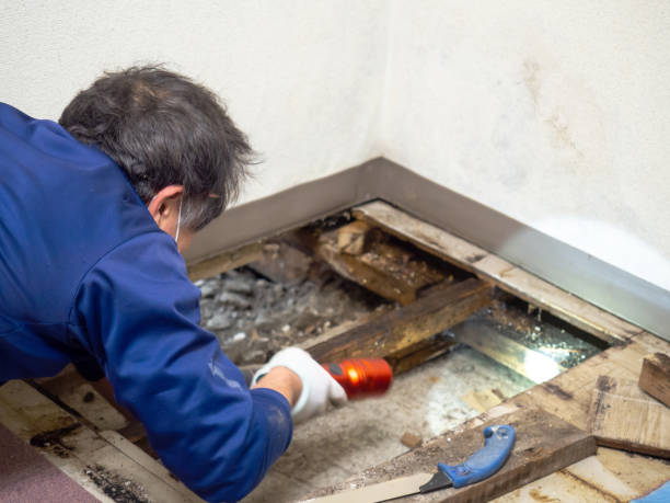 Best Black Mold Removal  in Dane, WI
