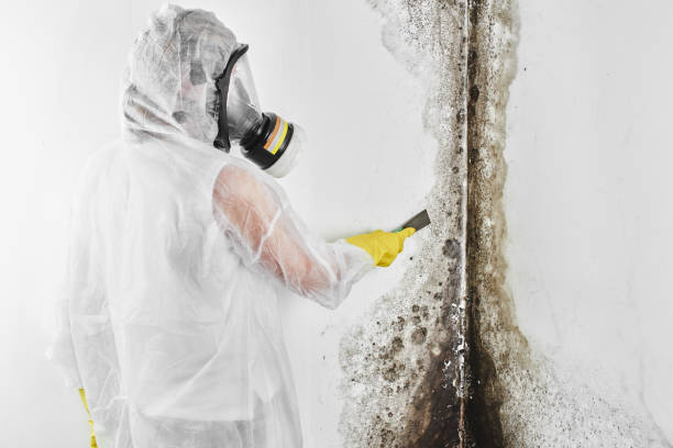 Best Same-Day Mold Removal  in Dane, WI