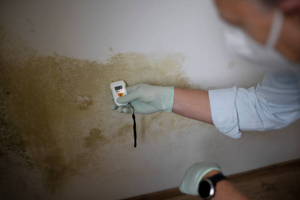 Best Local Mold Removal Service  in Dane, WI