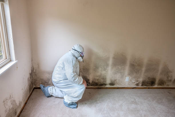 Best Professional Mold Removal  in Dane, WI