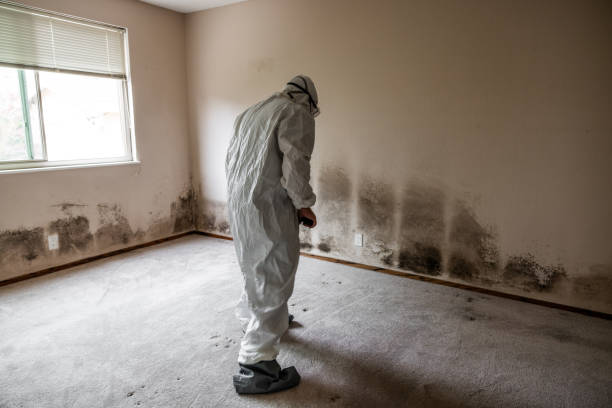 Best Mold Removal Near Me  in Dane, WI