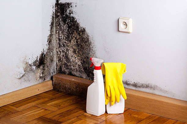 Best Best Mold Removal Companies  in Dane, WI