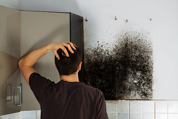 Best Mold Removal Company Near Me  in Dane, WI