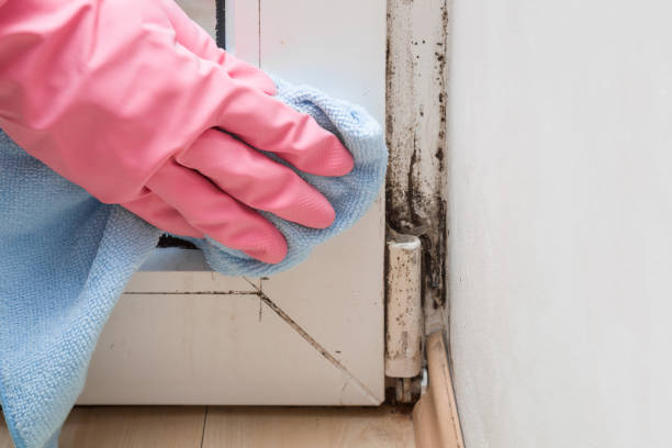 Best Mold Cleaning Services  in Dane, WI