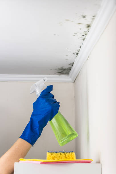 Best Residential Mold Removal  in Dane, WI